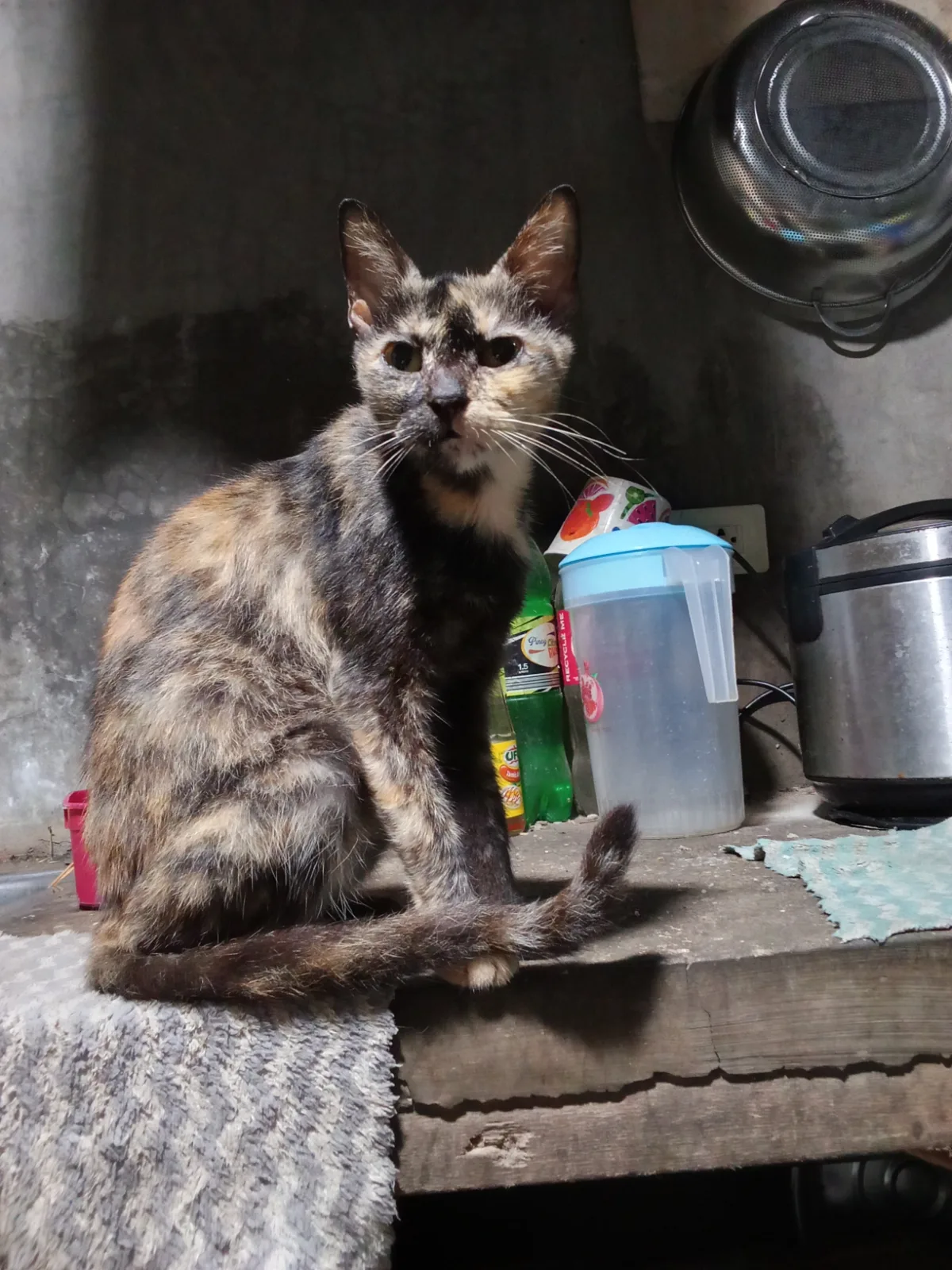 Please help me and my beloved cats.
